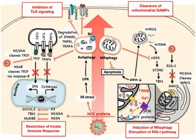 HCV-induced autophagy and innate immunity